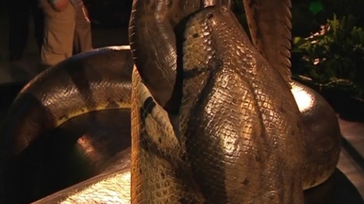 Pre-Historic Titanoboa Rattles New York Commuters