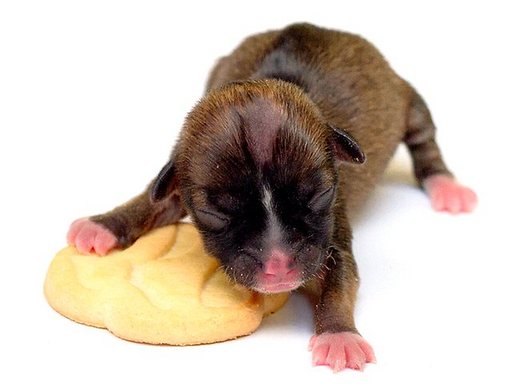 Will Tiny Beyoncé Replace Boo As America's Favorite Puppy?