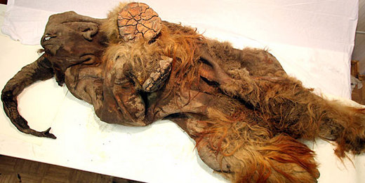 Scientists Discover Perfectly Preserved Juvenile Woolly Mammoth