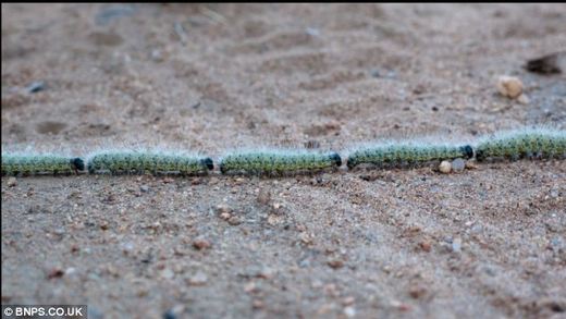 The Great Caterpillar Migration