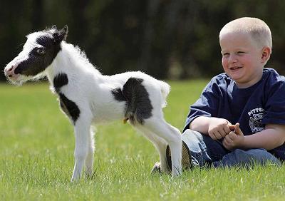 Is Einstein The World's Smallest Horse?