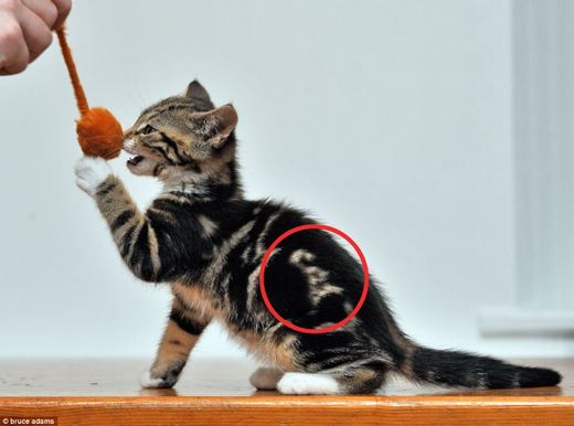 In Case You Are Wondering - I Am A Cat!