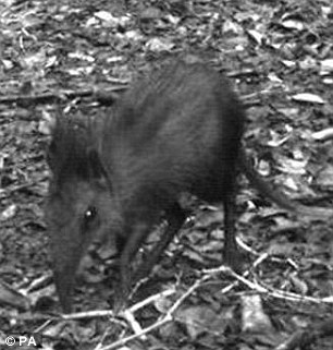Scientists Discover New Species Of Elephant Shrew