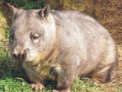 U.S. Millionaire Leaves $8MM USD To . . . Wombats?