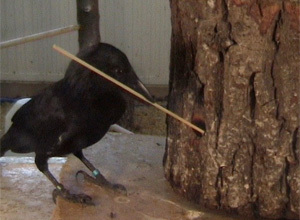 The New Caledonia Crow Is No 'Bird Brain'
