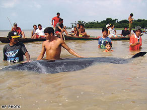 Lost Minke Whale Meets A Sad End