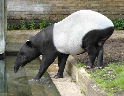 Tokyo Zoo Celebrates Birth Of A Baby Tapir