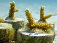 One man's quest to save the coral reef