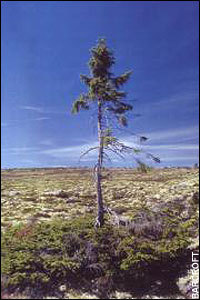 This Swedish Tree is 9,500 years old