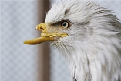 Beauty the Bald Eagle to Receive a New Beak