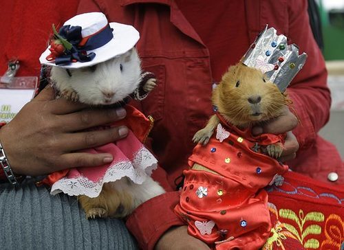 Guinea Pig Lovers Gather in Peruvian Festival