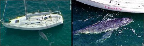 Baby Humpback Whale Seeks Its Mommy