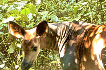Rare Okapi Caught On Camera