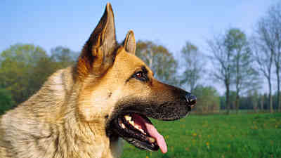 Dog Saves Owner By Calling 911