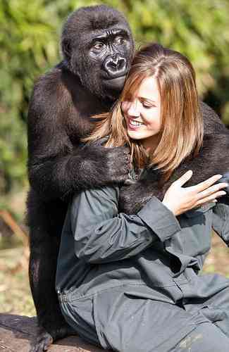 Kera The Gorilla Finds A New Home