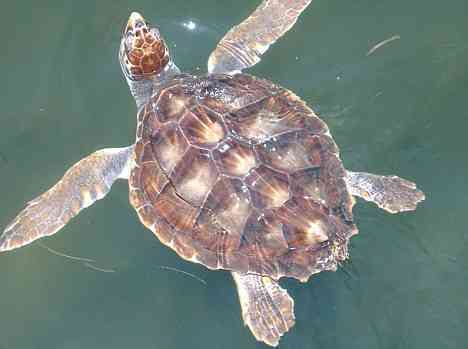 This Is One Cool-Looking Dude.....Er Turtle