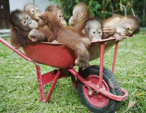 Borneo Center Teaches Orphaned Orangutans to Survive In The Wild