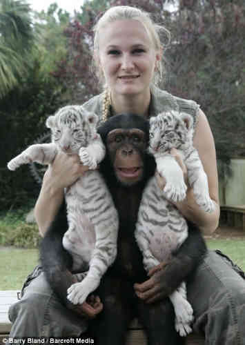 Chimp Makes Great Surrogate Mum