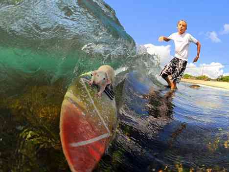Tofu And Fin - The Surfing Rodents