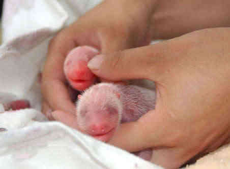 Panda Twins Celebrate 100th Day