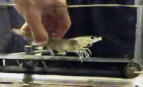 These Shrimp Are Fitter Than Most Humans