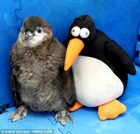 Pingu the Penguin Finds a Friend