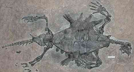 How The Turtle Got Its Shell