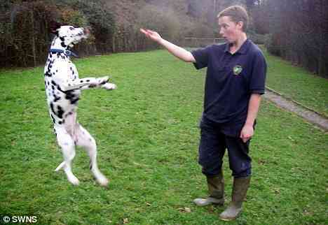 Deaf Dalmation Learns Sign Language