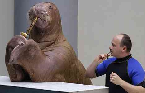 Video Of The Week - A Walrus Saxophonist