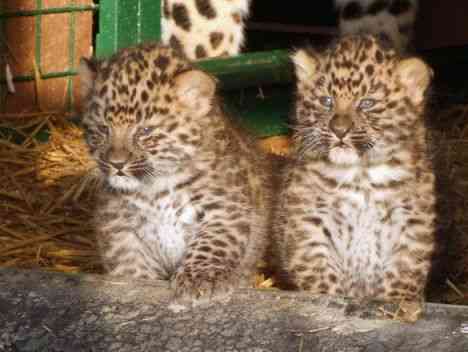 Rare Leopard Cubs Born In Captivity
