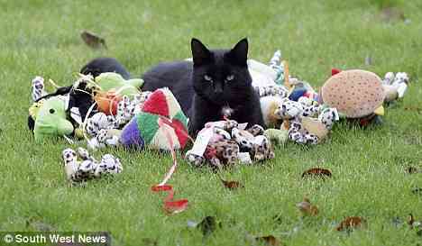 Frankie The Cat Burgler