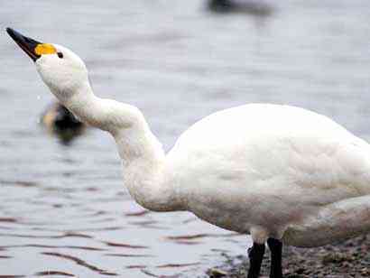 Crinkly The Crook-Necked Swan Returns