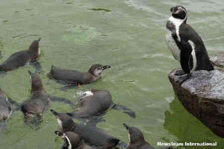 A Penguin That Is Scared of Water?