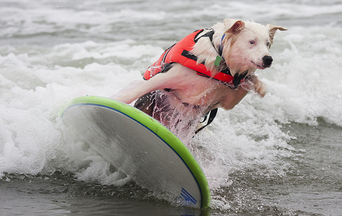 Southern California's Surfer Dogs Are Back!