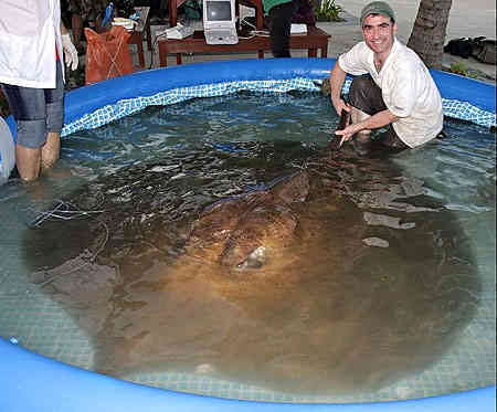 British Biologist Snags 771lb Stingray