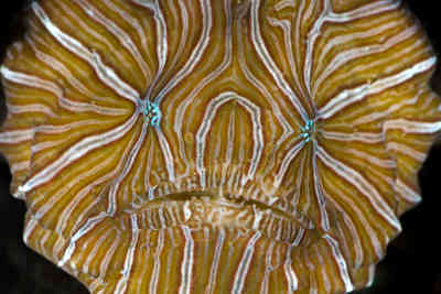 A Fish That 'Bounces'