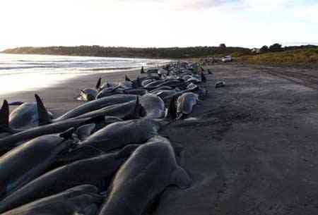 A Scramble To Save Stranded Whales and Dolphins