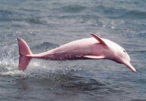The Stunning Pink Dolphin