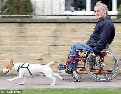 Giddyup! - Jack Russell Tugs Owner Around