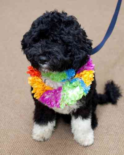 Malia And Sasha Finally Get Their Puppy!