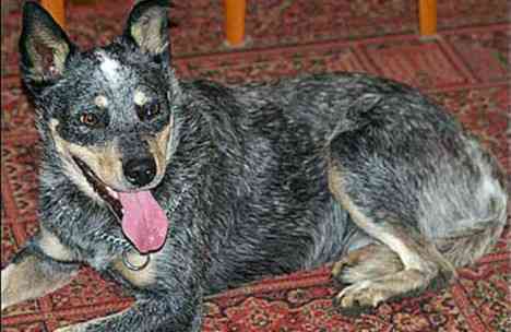 Survivor: Sophie Tucker