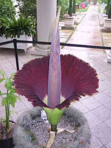 The World's Stinkiest Flower