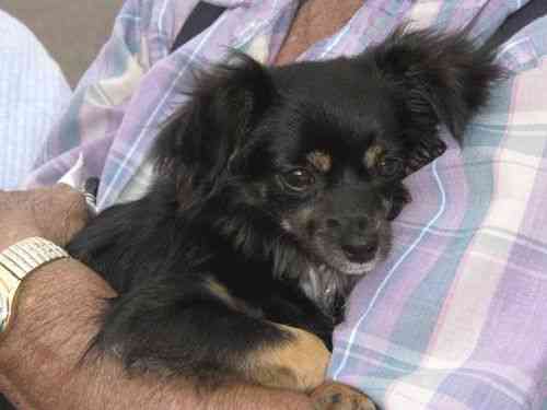 Tinker (Bell) Dog Flies Away