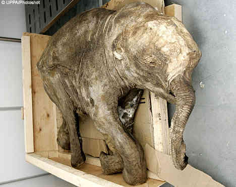 Lyuba - The 42,000 Year-Old Baby Mammoth