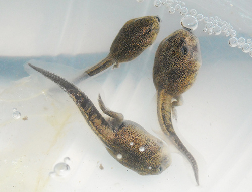 Ahhhh. . . . . . .It's Raining Tadpoles In Japan