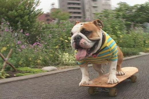 Video Of The Week - Skateboarding Bulldog Takes Japan By Storm