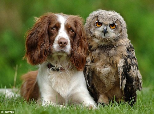 Springer Spaniel And Eagle Owl Form Unusual Bond