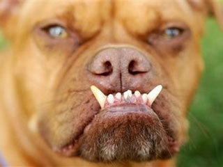 And The World's Ugliest Dog Is . . . . . . .