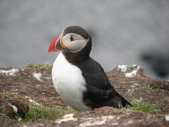 The Mystery Of The Disappearing Puffins