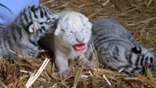 Look Ma - No Stripes!